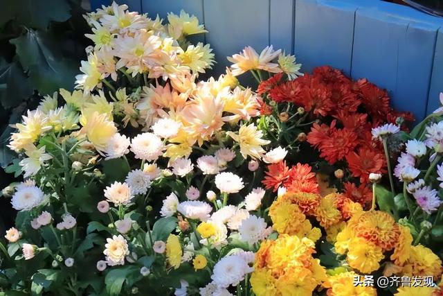 乘着地铁逛青岛｜青岛中山公园第41届菊展出行攻略来啦