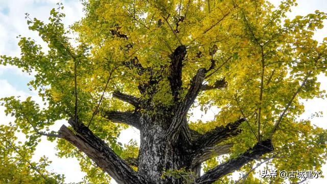 初冬雅韵：临安府署银杏换新妆