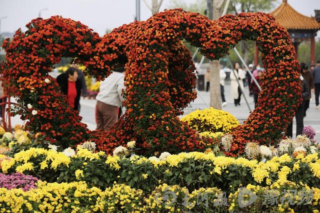 周口：重阳赏菊正当时 千年古陵飘菊香