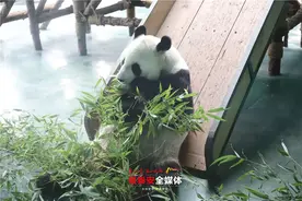 大熊猫“希望”“武俊”即将离开泰安！9日起，市民可免费游览泰山花海熊猫馆……图片