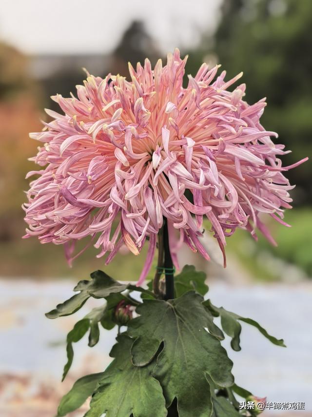 秋风独宠一园菊，晚来香艳出樊篱——北京北海公园2025年菊花展