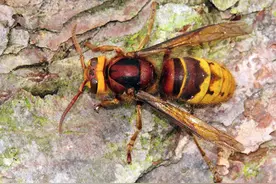 马蜂入宅有什么预兆？农村人一定要知道！图片