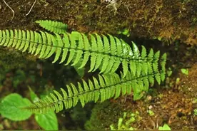 “保护植物”知多少？快来认识一下，不要破坏、不要挖走图片