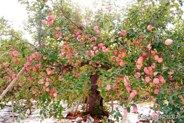【乐享烟台】任贤齐爱吃的烟台苹果，采摘攻略来了！