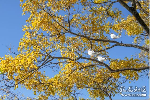 旅居云南·昆明好在（二十八）避寒游邂逅春城美