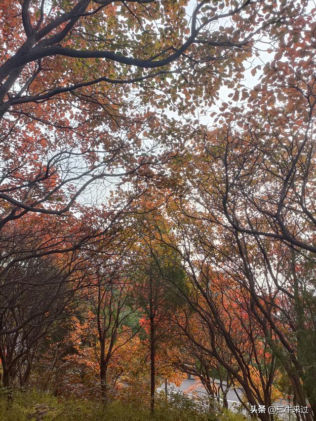 无为在歧路，柿岩之红叶