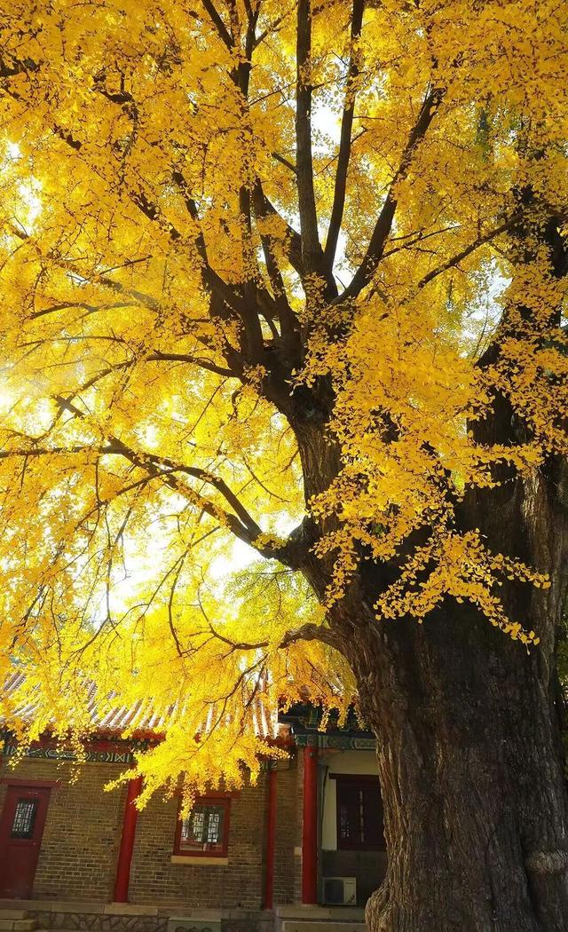 此刻的临沂，把清欢藏进风景里