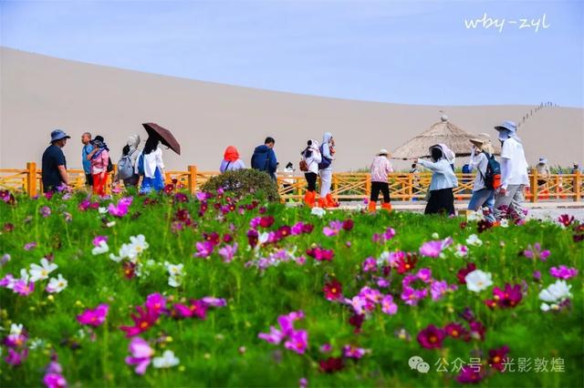 快来看，大漠敦煌又一波花海来袭