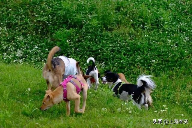 还在纠结带毛孩子去哪？奉贤养宠人，这些宠物友好地点你不能不知道