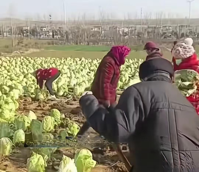 "白菜不要了"成洗劫令？百亩菜地数百人疯抢，百万血汗钱一夜成空