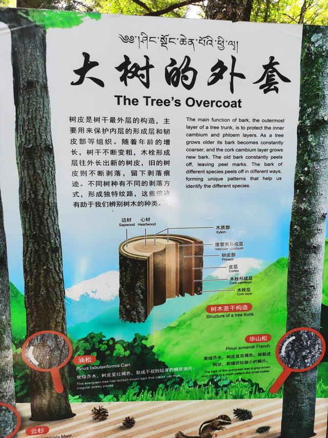 黄龙、九寨、都江堰随记Day3九寨归来不看水
