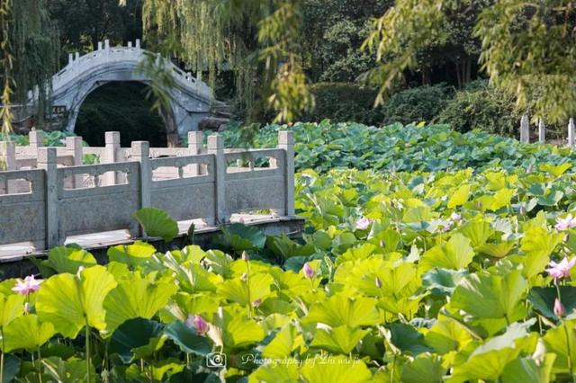 【许昌夏味漫游】躲进绿荫，邂逅25℃的夏天！