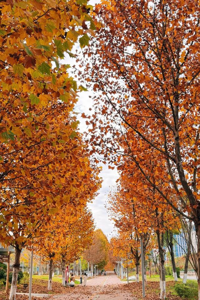 值此红黄，新蒲初冬画卷已打开！