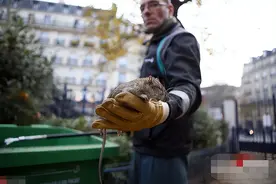 奥运会即将开幕，巴黎老鼠横行，网友：花150万买中国狸猫不香吗图片