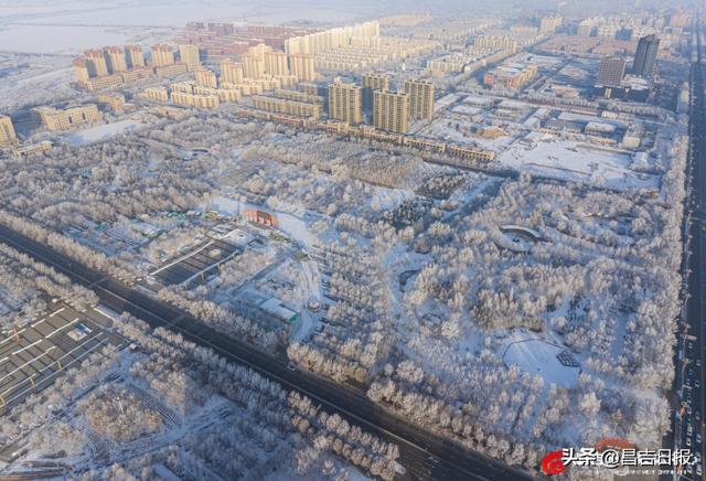 奇台雾凇上线！满城“银花”开，这是独属于昌吉的冬日浪漫