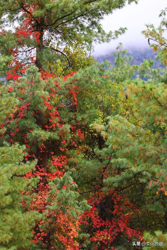 童话书里走出来的秋景！这座低调的西藏宝藏小城，早就该火了！