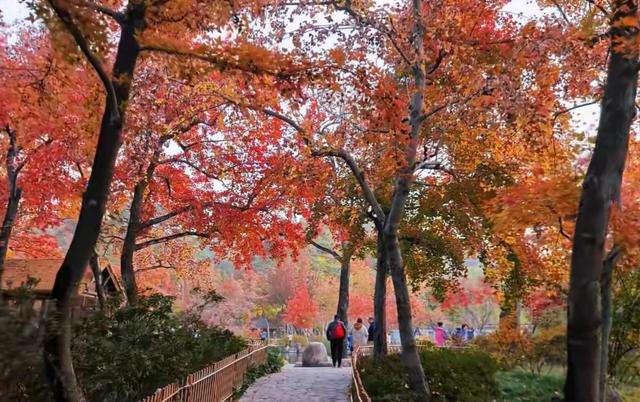 美绝了！中国四大赏枫地之一：苏州天平山，迈入最佳观赏期