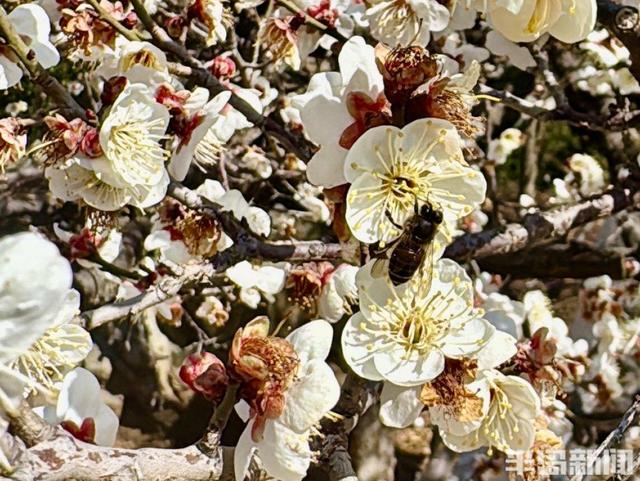 踏雪寻梅正当时！青岛梅花节3月13日启幕，非遗市集+美食等你来！