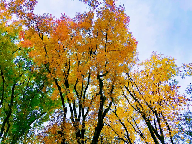 秋假福利持续至本周末！免票游雅安的快乐要一接再接！