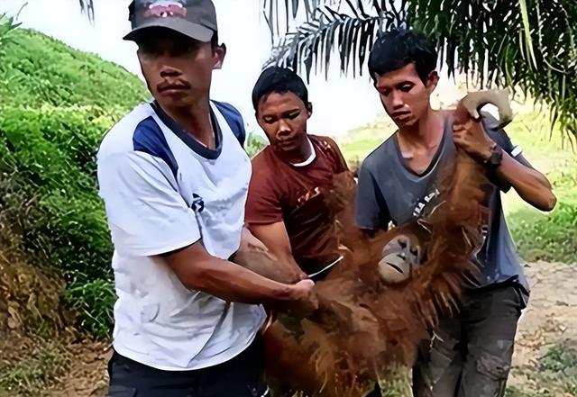 被锁暗室6年：剃毛穿丝袜当玩物	，惨状撕开人类伪善面具