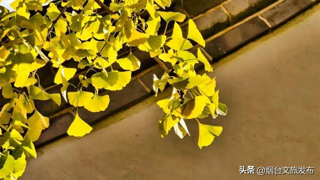 【乐游烟台】此刻的烟台蓬莱阁景区，真的太美啦！