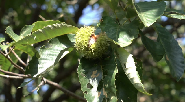 许昌周末漫游 | 把秋天装进篮子里：这份秋季采摘全攻略请收好！