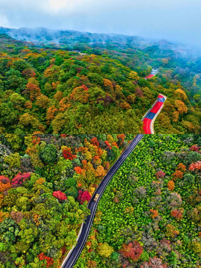 金佛山秋色的含金量，被低估了！🍂