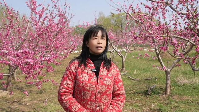 藏不住了！广饶百亩桃园盛放，春日氛围拉满！