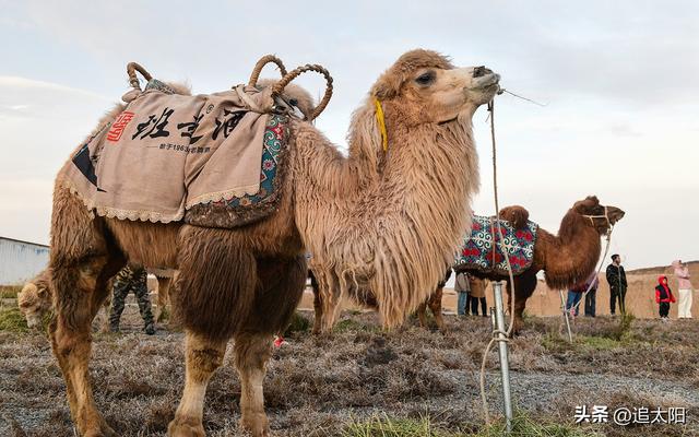 初冬，古城迎来西行客