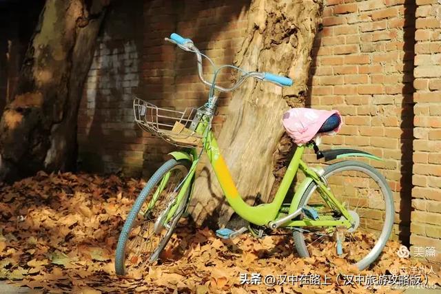 汉中老厂区的梧桐大道，太火了！