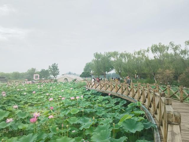 千亩荷塘 万人许愿‖2025年第九届鸣翠湖荷花节精彩启幕