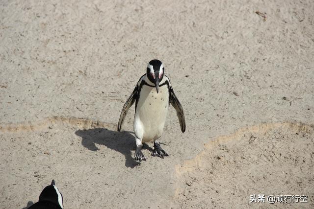 南部非洲：南非开普敦企鹅岛