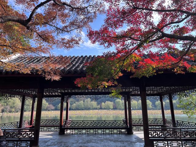 如花如画，每年一见的杭州红叶季到了，错过再等一年。