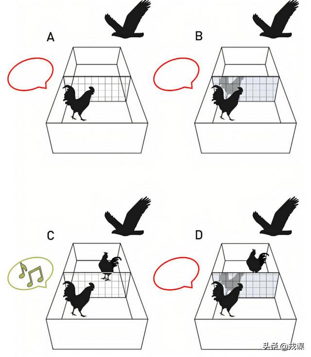 人类独占意识？鸟类没大脑皮层，却照样有意识！意识不是人类专属