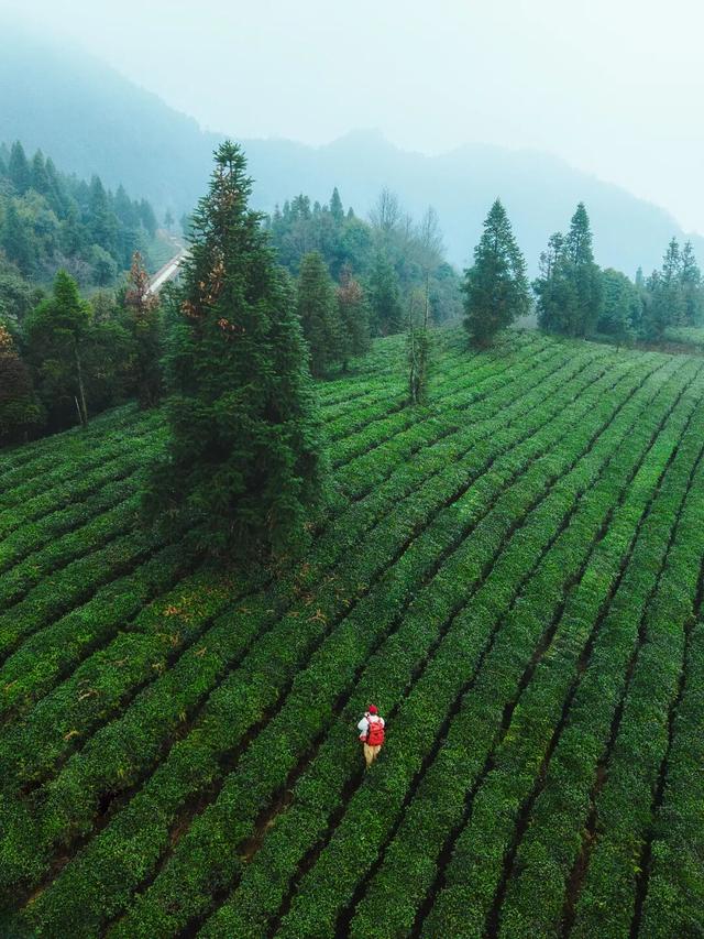 黄了！成都出发1.5h刹拢赏秋秘境，茶海风光无敌，银杏美了上千年！