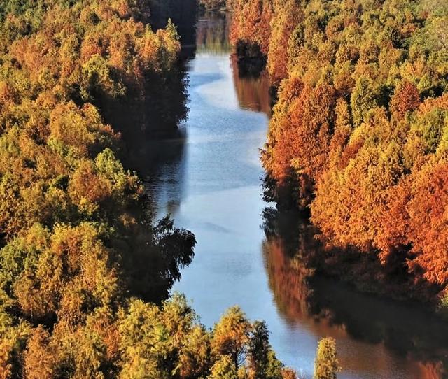 奉贤海湾森林公园红杉林美哭，带娃玩足一整天不重样。面积特别大