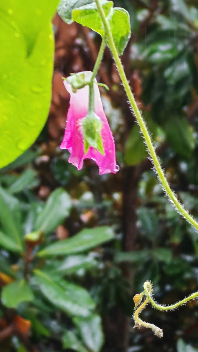 绝美的雨中花
