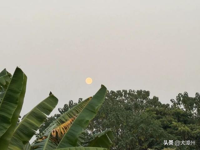 漳州芗城，文旅大跨步！请你去芗城香蕉海，喝杯香蕉奶昔
