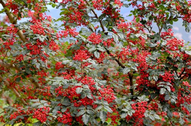 "咔嚓！"→文县