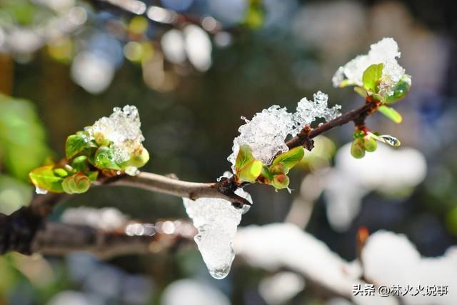 2026年春节在几九？过年到底冷不冷？早看心里有数，看老话咋说？