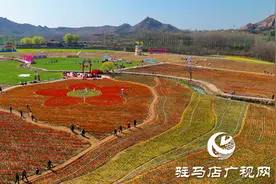 遂平嵖岈山郁金香园：花开迎客来 芳华惹人醉图片