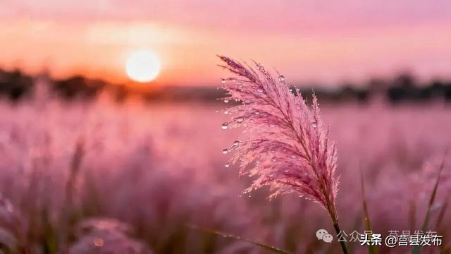 莒县有片刷爆朋友圈的粉色花海，在哪？