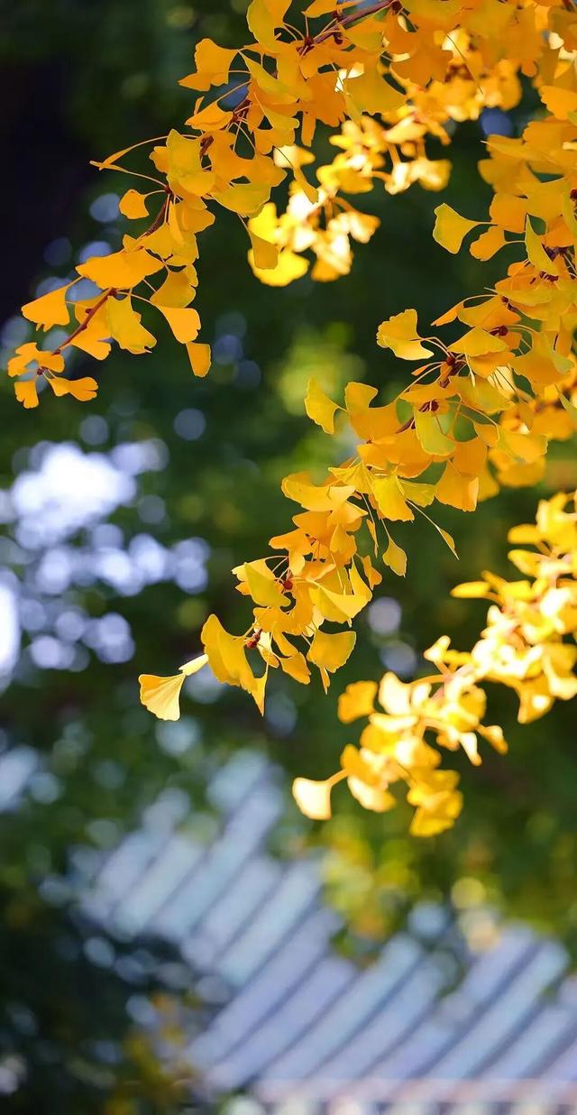 临沂此处天地一色，快来赴一场与金黄的约会吧！