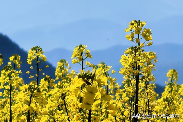 藏在浙江东部的“乡野秘境”，2026宣布免费，可来花海古村之行！