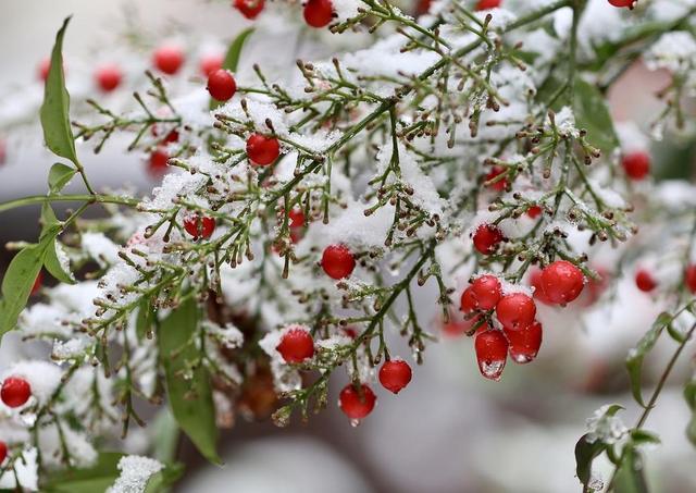 “上午小雪，冻死牛；下午小雪，暖烘烘”，今年小雪是几点？