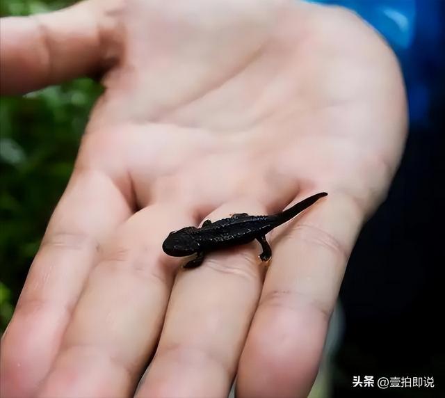 野外仅存600多只！浙江4人徒手抓26只，价值10多万