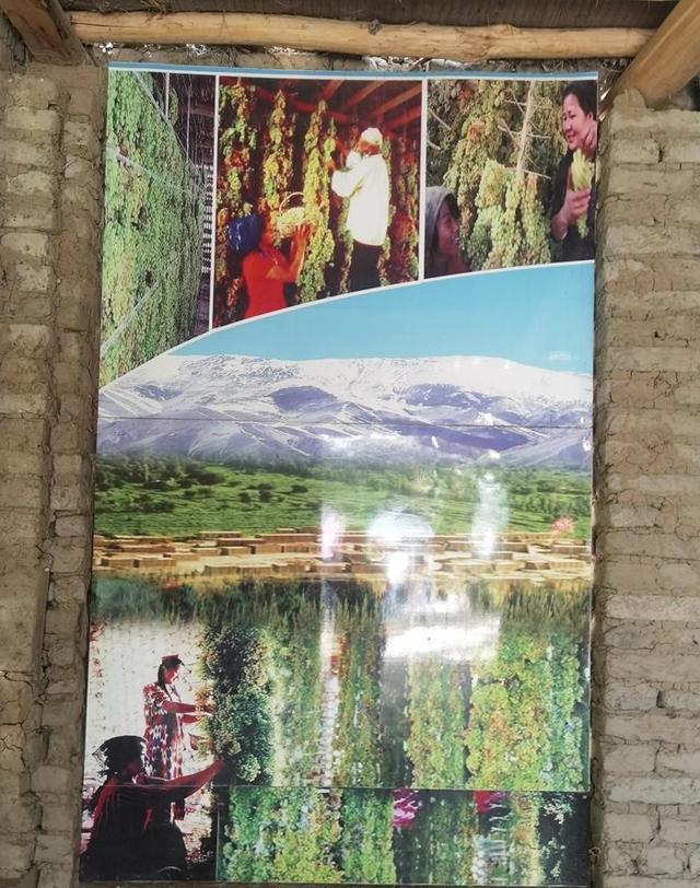 游新疆吐鲁番的坎儿井和葡萄沟