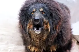 世界上被“禁养”的六大猛犬，你以为藏獒的战斗力真的是吹的吗？图片