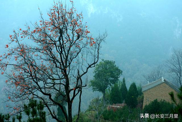 蓝田辋峪，触摸王维的银杏