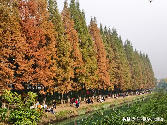 成都徒步（71）·昭觉寺银杏&升仙湖水杉